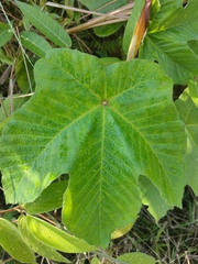 Cecropia obtusifolia