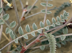 Astragalus layneae
