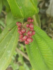 Miconia nervosa