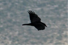 Corvus cryptoleucus