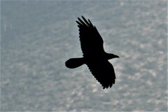 Corvus cryptoleucus