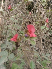 Macroptilium lathyroides