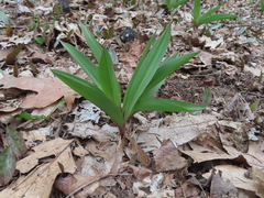 Allium tricoccum