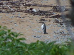 Megadyptes antipodes