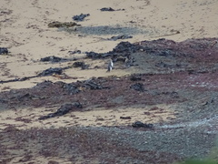 Megadyptes antipodes