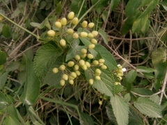 Rubus adenotrichos