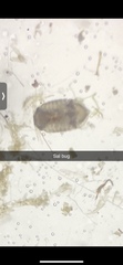 Eumalacostraca