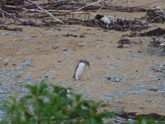 Megadyptes antipodes