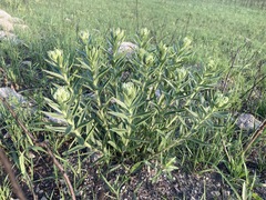 Lithospermum occidentale