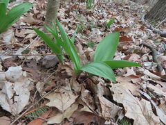Allium tricoccum