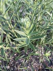 Lithospermum occidentale