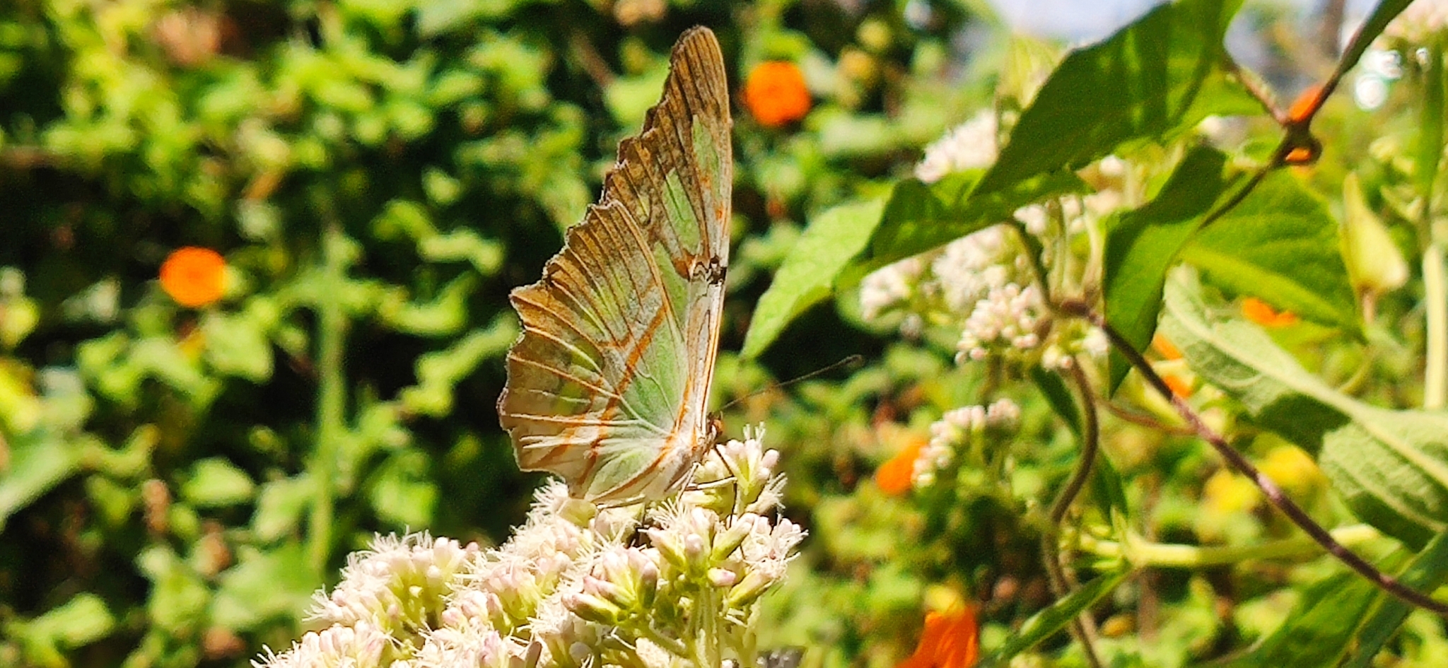 Siproeta stelenes image
