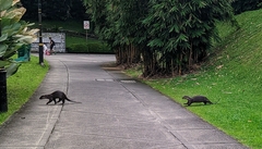 Lutrogale perspicillata