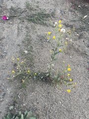 Heterotheca