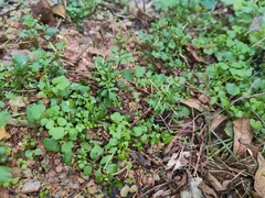 Cardamine flexuosa