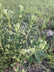Lithospermum occidentale