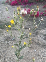 Heterotheca