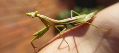 Stagmomantis tolteca