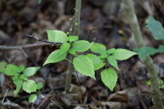 Circaea canadensis
