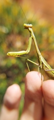 Stagmomantis tolteca