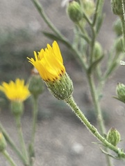 Heterotheca
