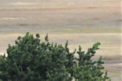 Rhynchopsitta terrisi