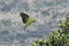 Rhynchopsitta terrisi