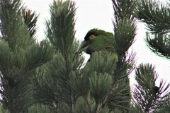 Rhynchopsitta terrisi