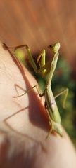Stagmomantis tolteca