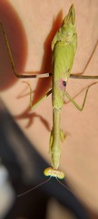 Stagmomantis tolteca