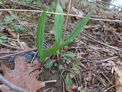 Allium tricoccum