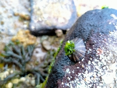Cellana tramoserica