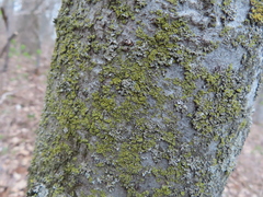 Candelaria concolor