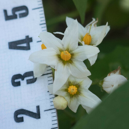 Hierba mora (Solanum douglasii)