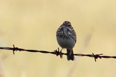 Passerculus sandwichensis