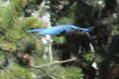 Aphelocoma woodhouseii