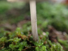 Mycena polygramma