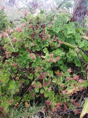 Rhamnaceae