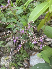 Cyrtocymura