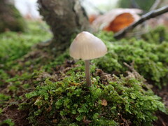 Mycena polygramma