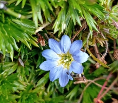 Gentiana sedifolia
