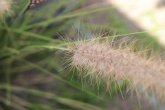 Cenchrus polystachios