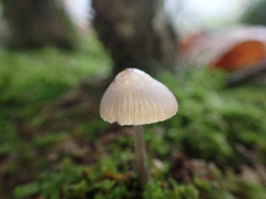 Mycena polygramma