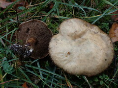 Suillus viscidus