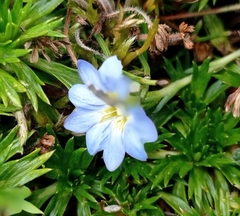 Gentiana sedifolia