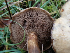 Suillus viscidus