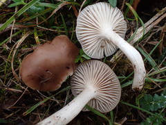 Cuphophyllus colemannianus