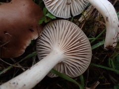 Cuphophyllus colemannianus