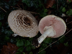Agaricus phaeolepidotus
