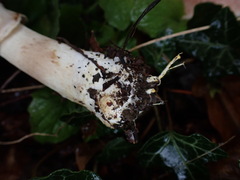 Agaricus phaeolepidotus
